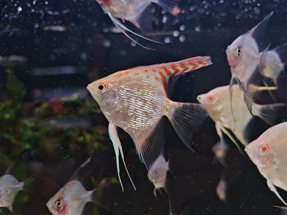 Red Head Diamond AngelFish