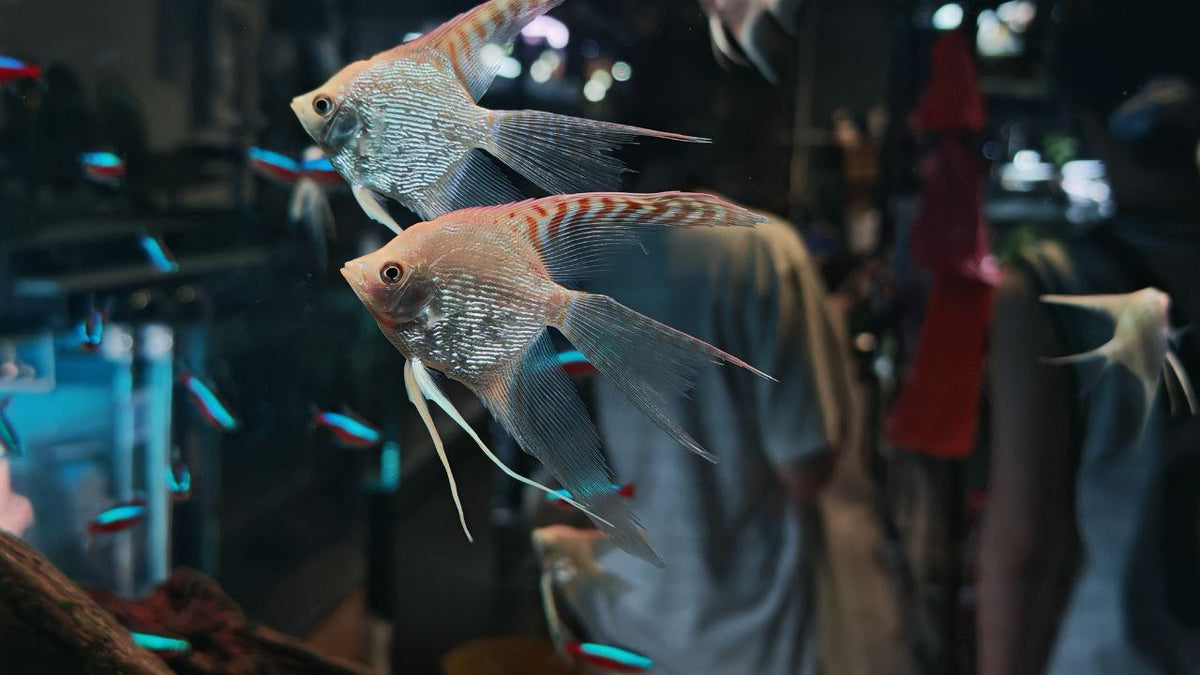 Veiltail Red Head Diamond AngelFish