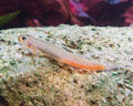 Sciyopus Rubicundus [Red Lips Goby]