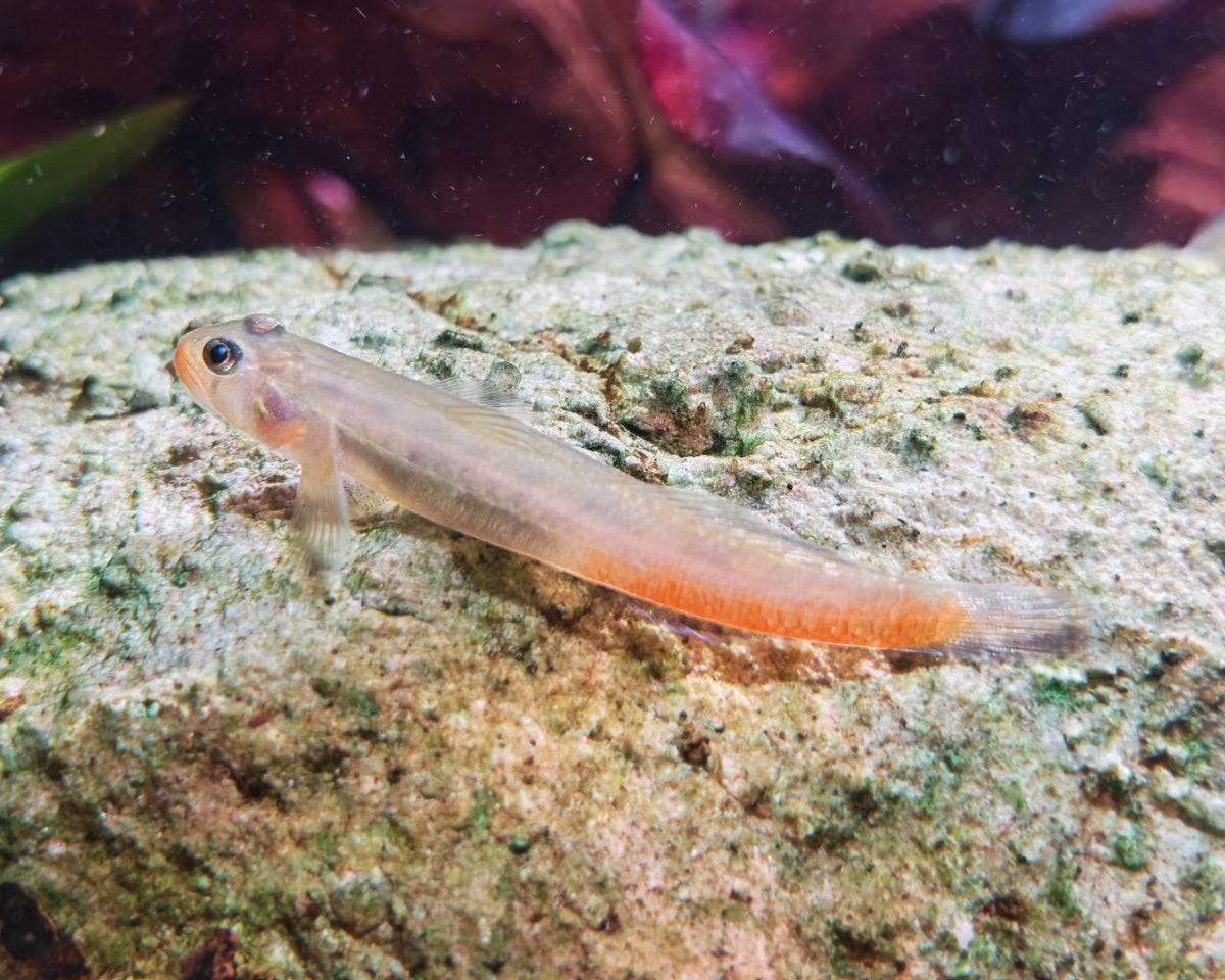 Sciyopus Rubicundus [Red Lips Goby]