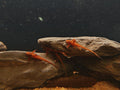Rineloricaria sp. [Red Lizard Catfish]