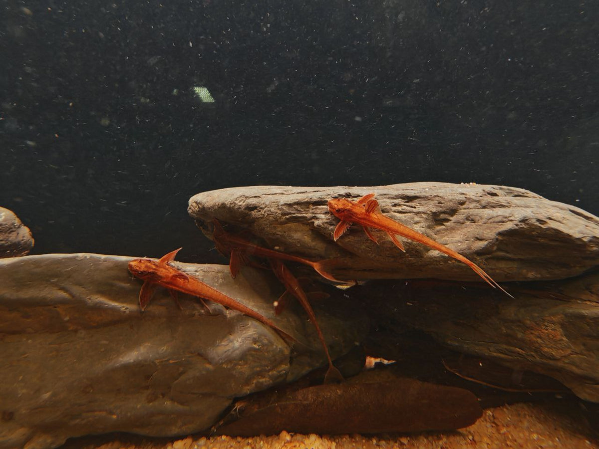 Rineloricaria sp. [Red Lizard Catfish]