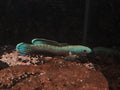 Channa Aristonei [Red Mosaic Channa]