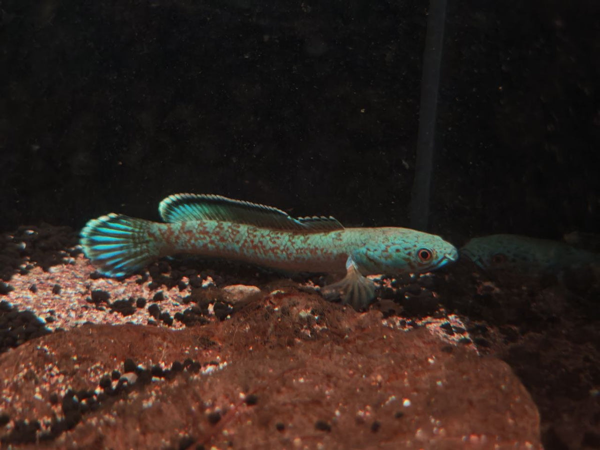 Channa Aristonei [Red Mosaic Channa]