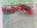Red Spider Crab