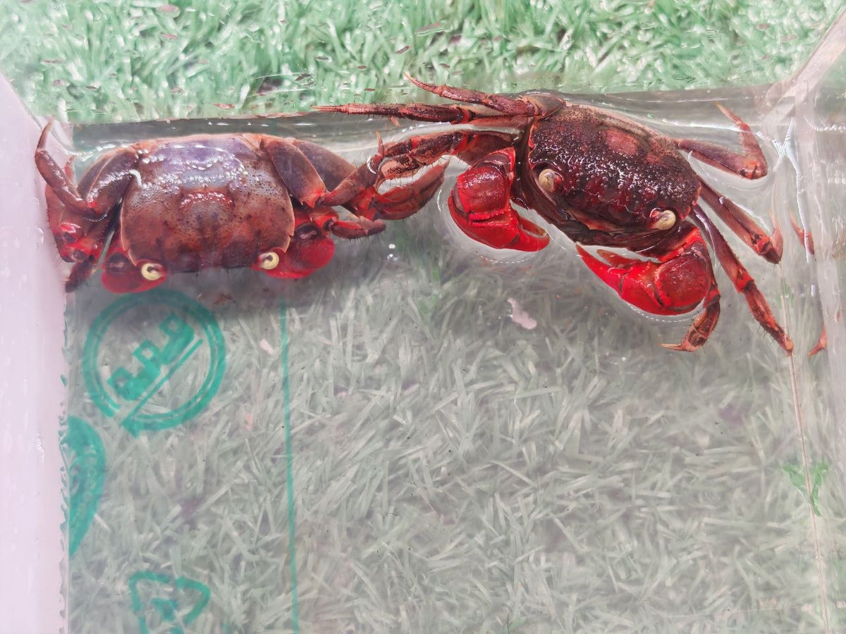 Red Spider Crab