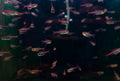Glowlight Tetra