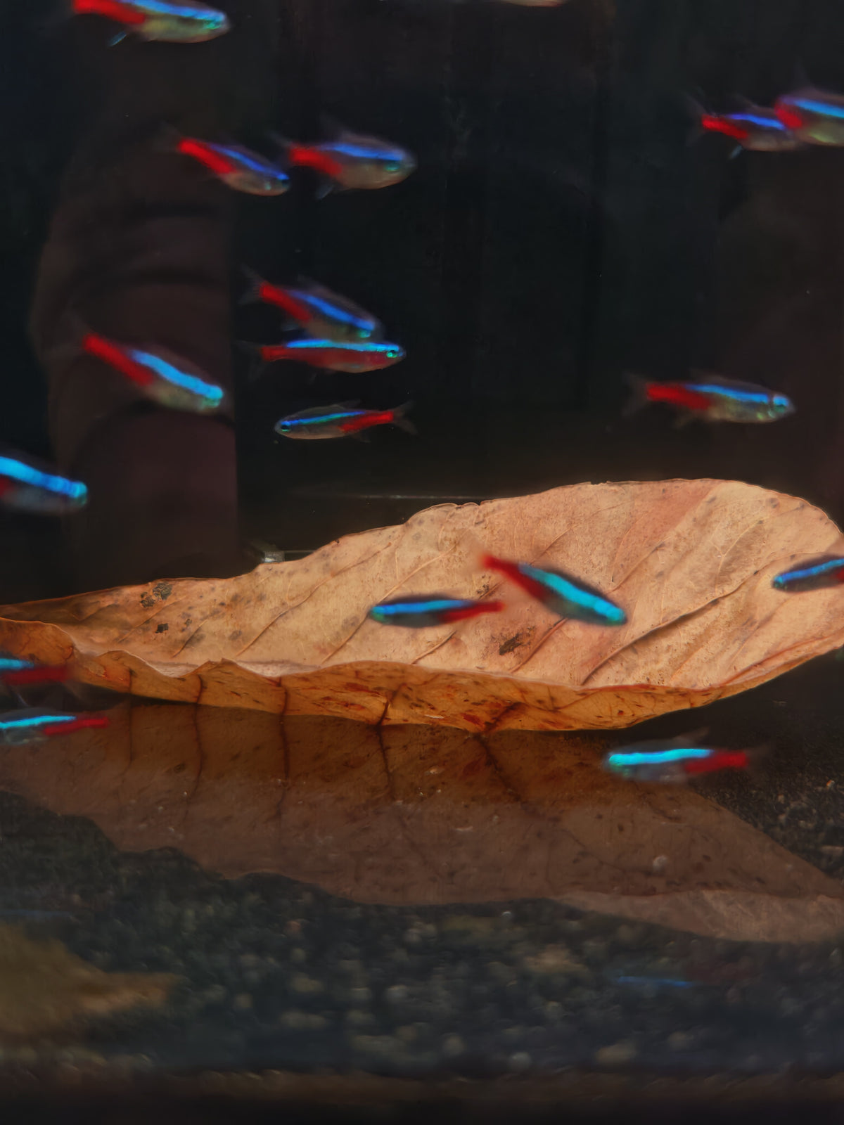 Neon Tetra