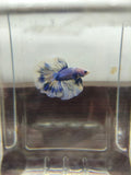 Assorted Rosetail Betta [Male]