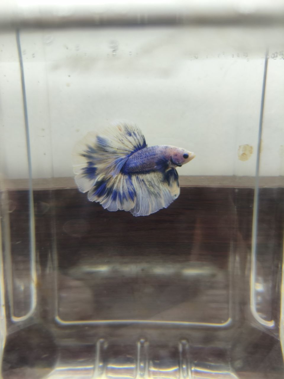 Assorted Rosetail Betta [Male]