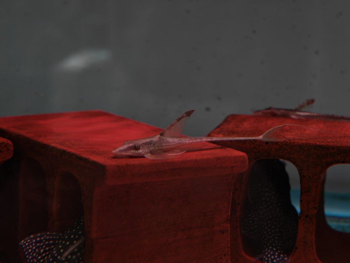 Sturisoma Panamense [Royal Whiptail Catfish]