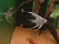Altum San Felipe AngelFish