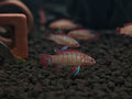 Scarlet Badis