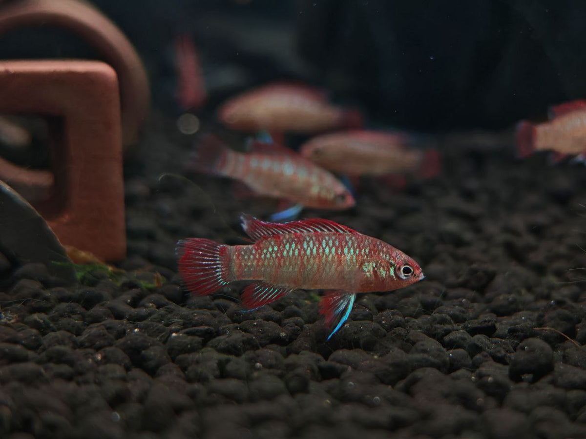 Scarlet Badis