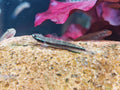Stiphodon Semoni [Opal Cling Goby]