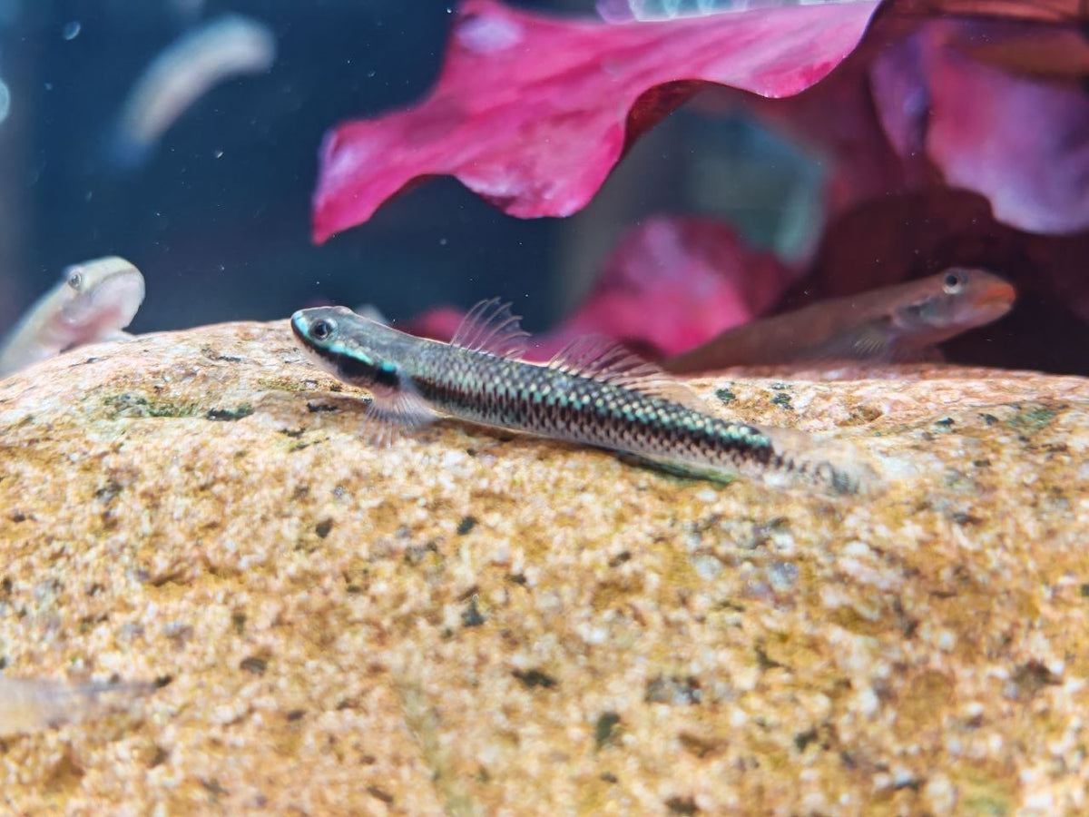 Stiphodon Semoni [Opal Cling Goby]
