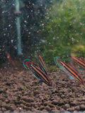 Parosphromenus sp. Batu Pahat [Pair]