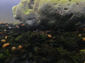 White Orchid Sulawesi Shrimp