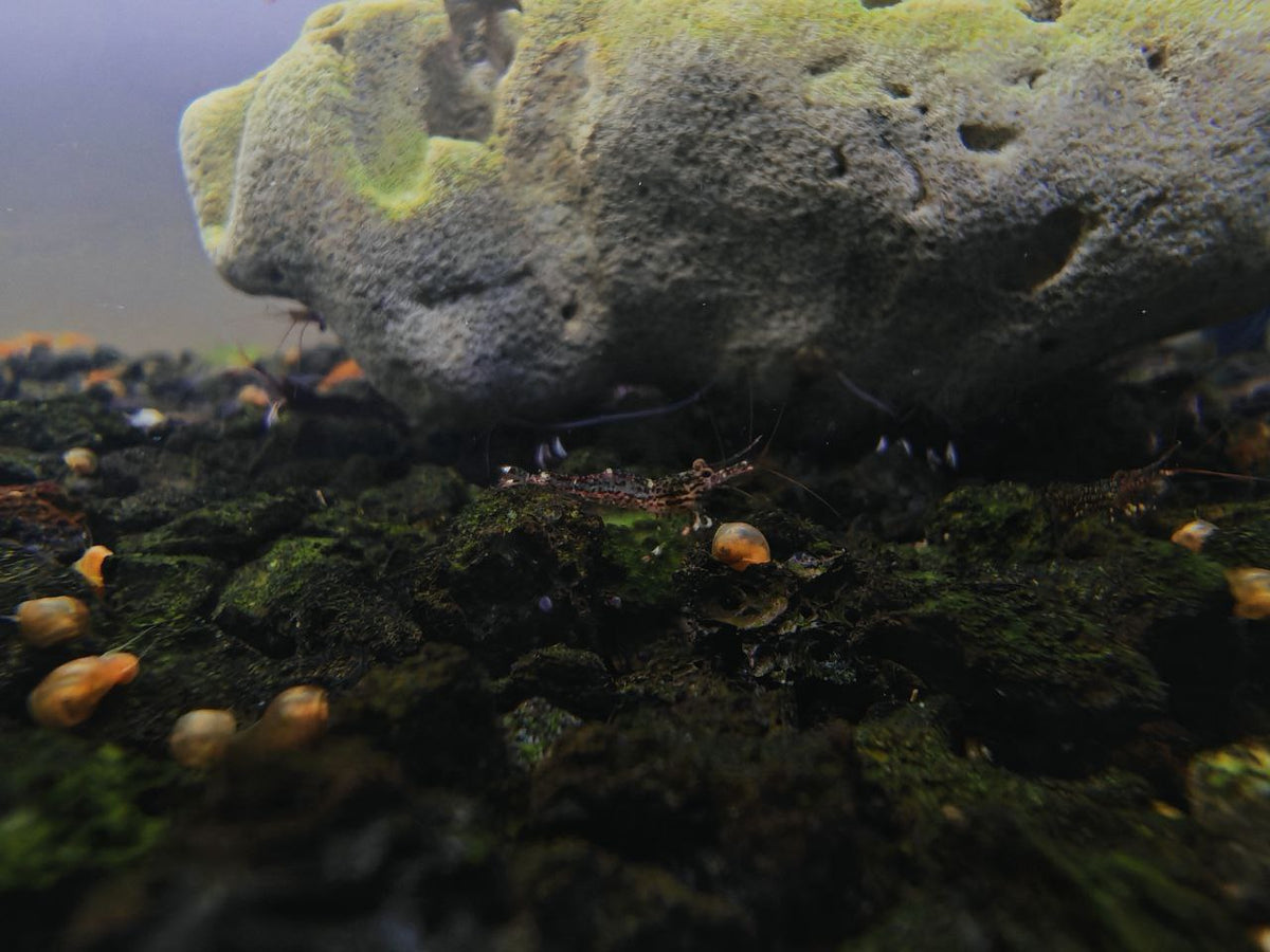 White Orchid Sulawesi Shrimp
