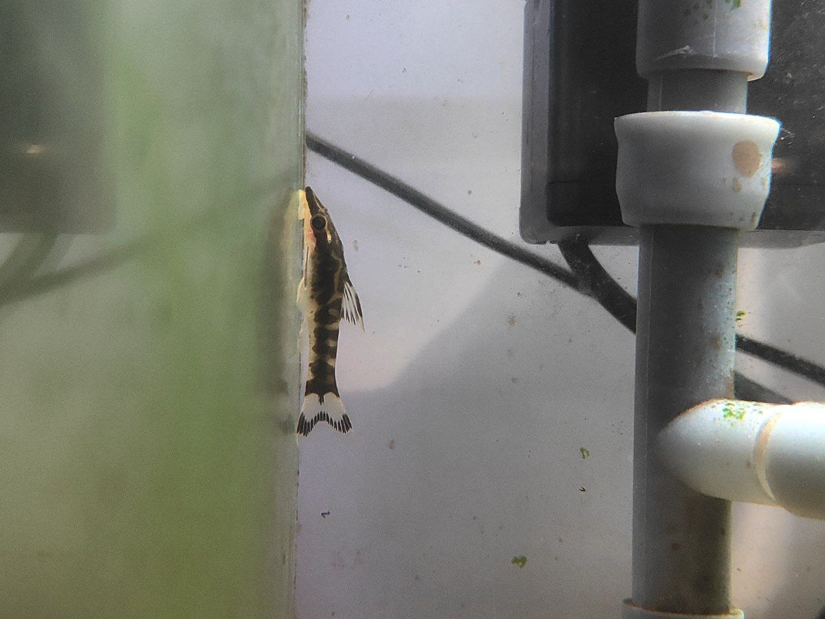 Otocinclus cf. Cocama [Zebra Otocinclus]