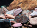 Rhinogobius Zhoui [Zhou's Scarlet Goby]