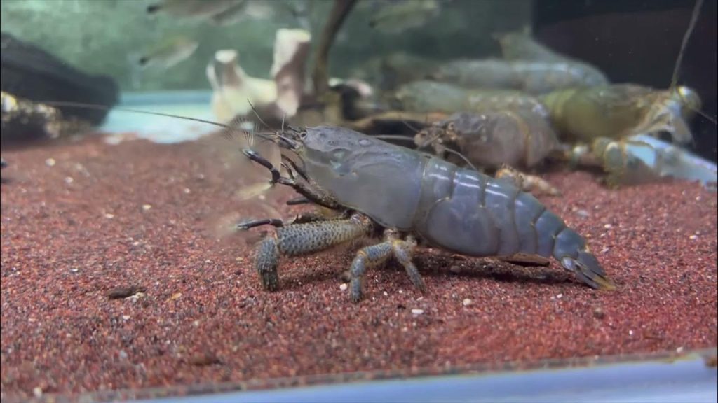 VAMPIRE SHRIMP/ ATYA GABONENSIS - 非洲巨人网球蝦