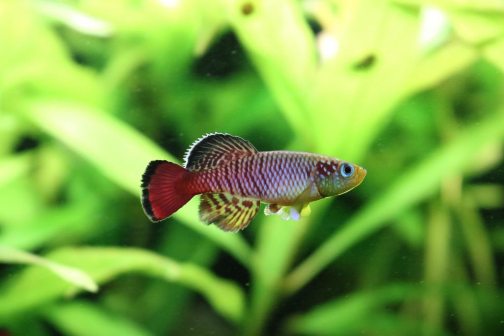 Nothobranchius Guntheri