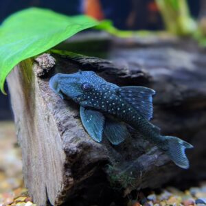 L128 BLUE PHANTOM PLECO - 紫钻异形