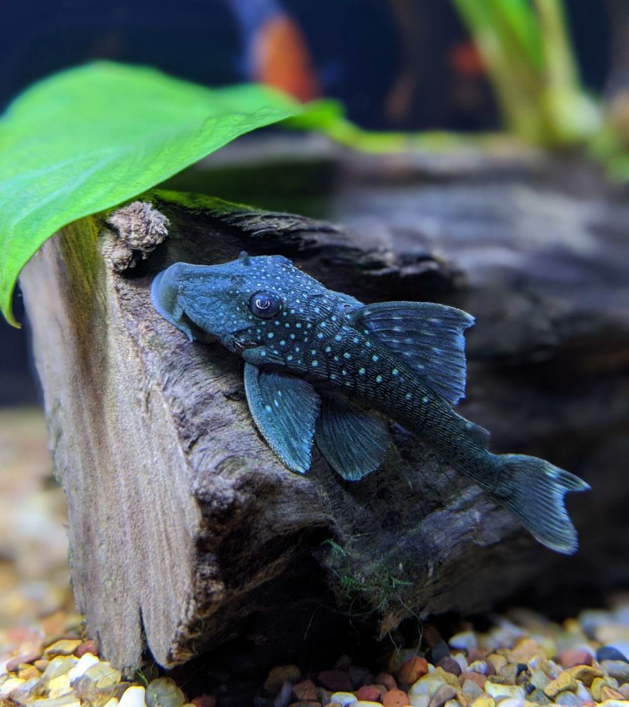 L128 BLUE PHANTOM PLECO - 紫钻异形