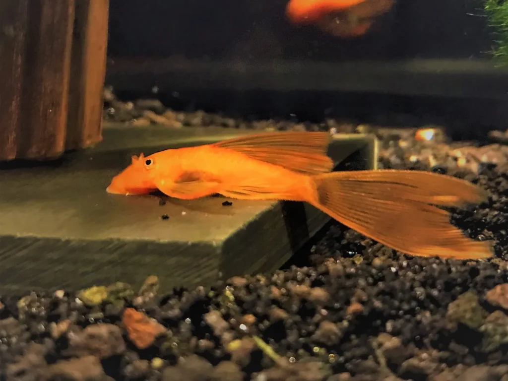 L144A BLUE EYE LONG FIN - 蓝眼大帆异形