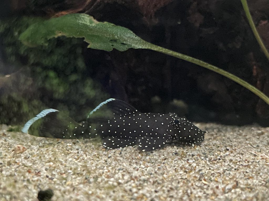 L183 STARLIGHT PLECO - 满天星异形