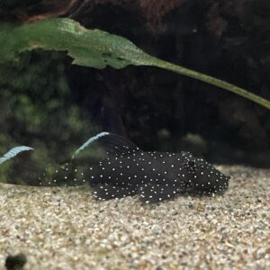 L183 STARLIGHT PLECO - 满天星异形