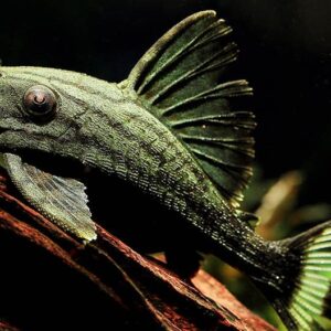 L191 DULL EYE PLECO -  哥伦比亚绿皮皇冠豹