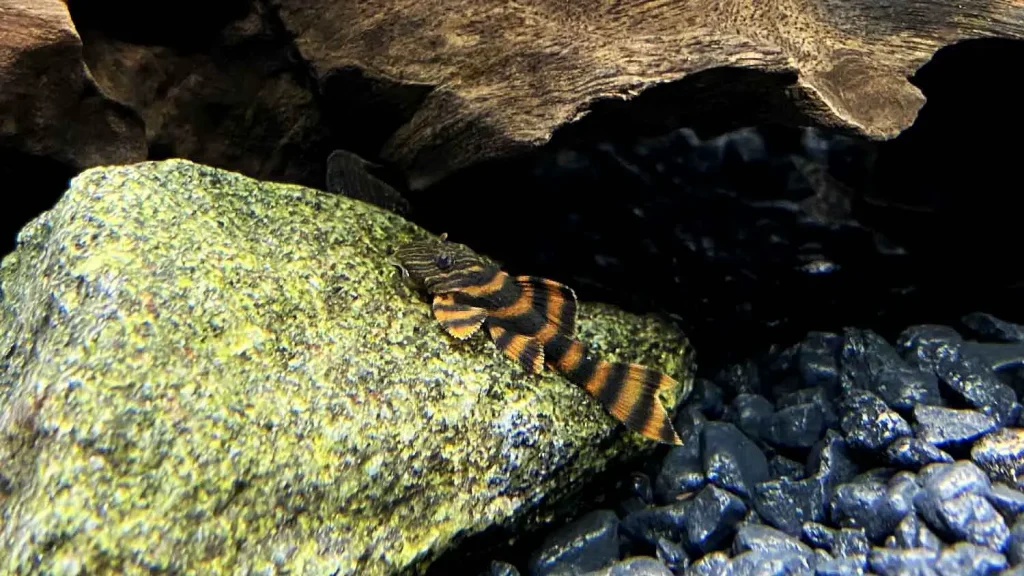 L397 ALENQUER TIGER - 阿莲卡虎纹异形