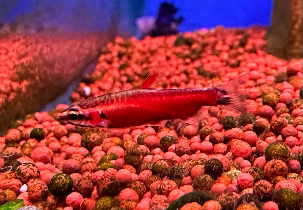 RIOAMAYA RED PENCIL - 胭脂红铅笔