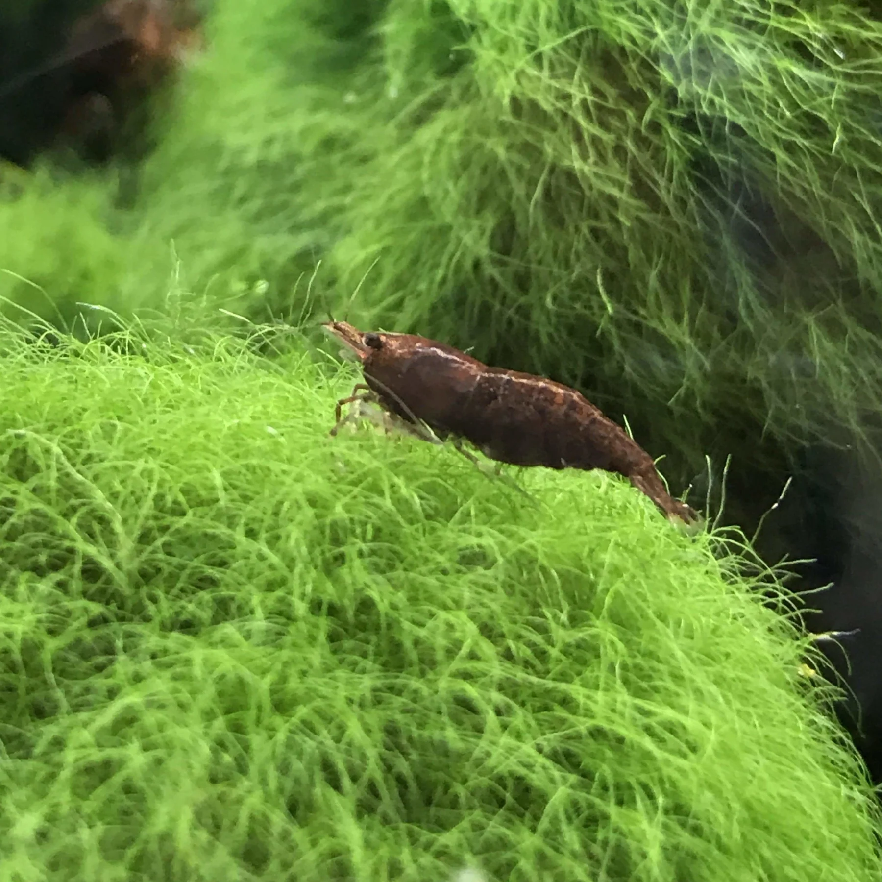 TAIWAN CHOCOLATE SHRIMP - 台湾巧克力米蝦【10 PCs / SET】