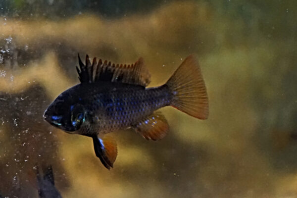 BLACK GERMAN / DARK KNIGHT RAM - 黑荷兰凤凰