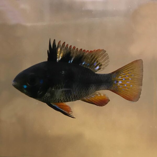BLACK GERMAN / DARK KNIGHT RAM - 黑荷兰凤凰 - Image 2