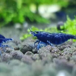 TAIWAN BLUE DIAMOND - 台湾蓝钻米蝦【10 PCs / SET】