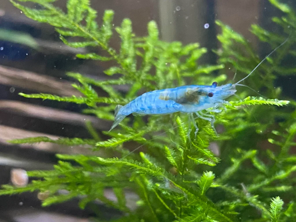 TAIWAN BLUE JELLY SHRIMP - 台湾蓝果冻米蝦【10 PCs / SET】