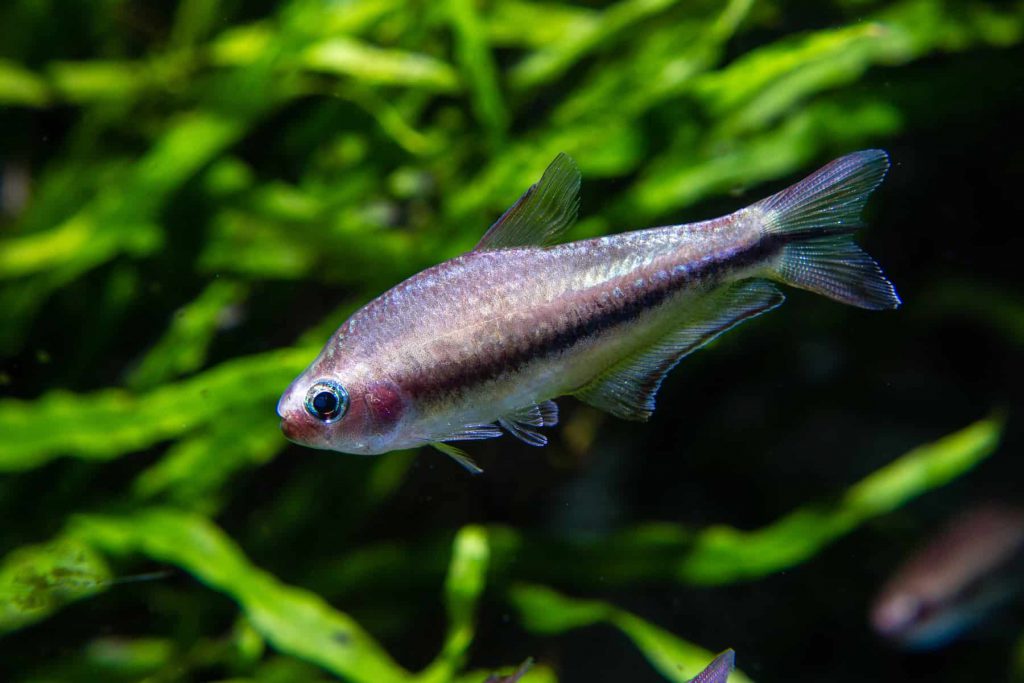 BLUE KERRI TETRA - 蓝国王灯