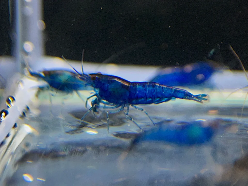 TAIWAN BLUE VELVET SHRIMP - 台湾蓝丝绒米蝦【10 PCs / SET】