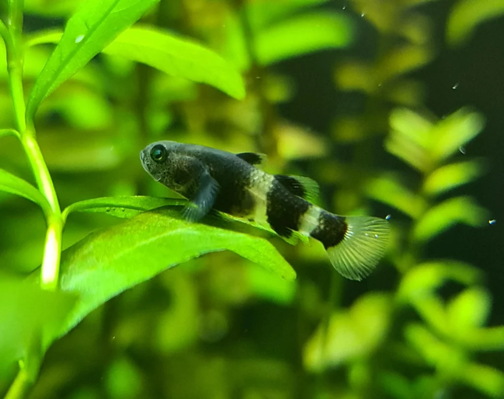 BUMBLEBEE GOBY - 蜜蜂蝦虎