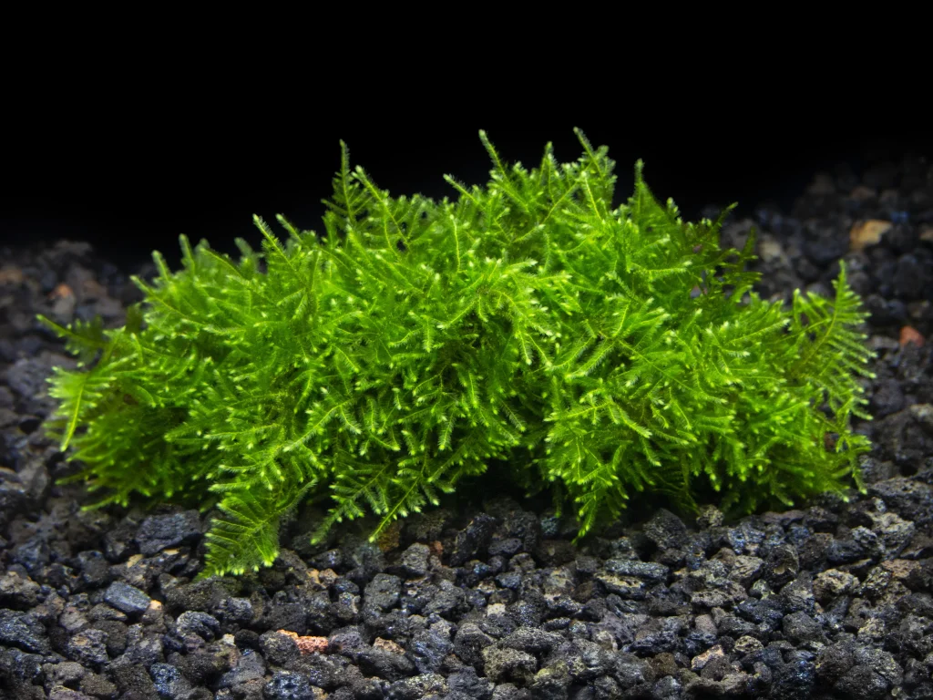 HOME BREED CHRISTMAS MOSS - 自家繁殖圣诞莫斯【10 * 10 CM】【100% SHRIMP SAFE】