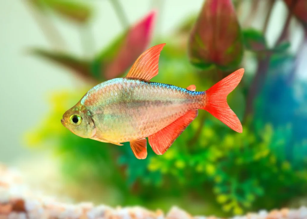 COLUMBIAN TETRA - 红尾梦幻旗