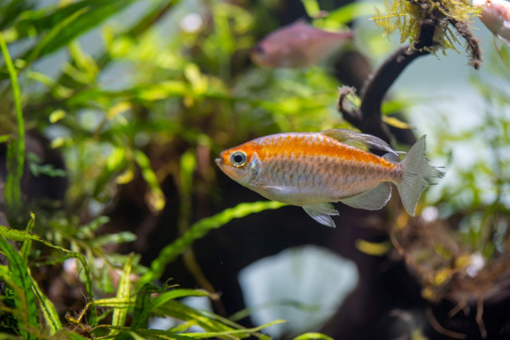 CONGO TETRA - 刚果灯