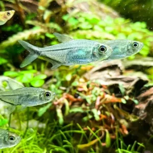 BLACKLINE TAIL TETRA - 大黑勾尾灯