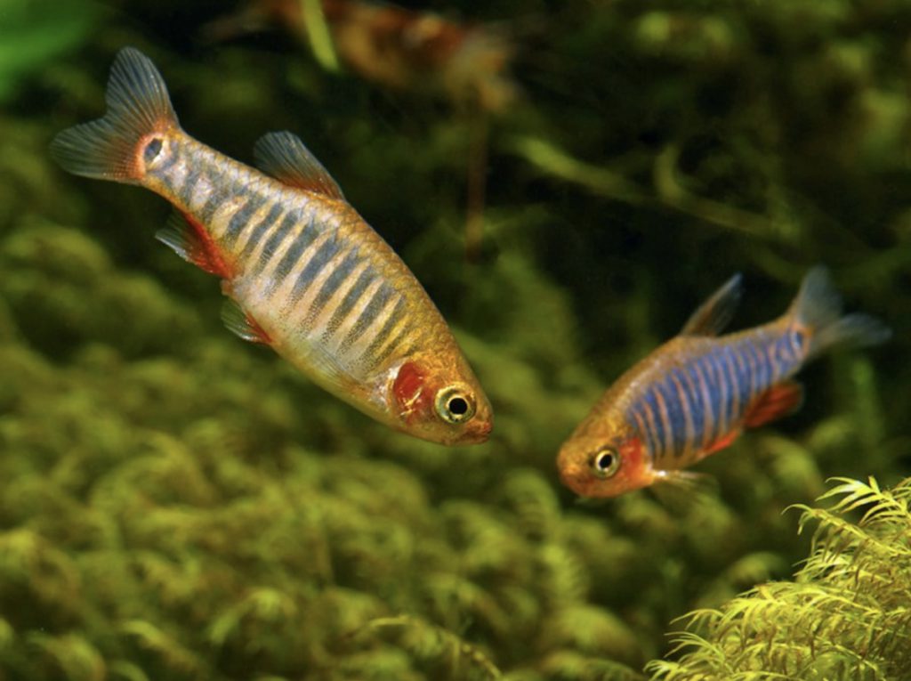 EMERALD DWARF RASBORA - 蓝带斑马