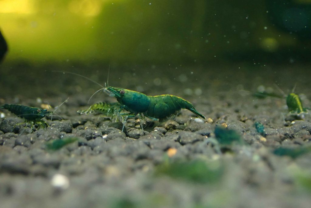 TAIWAN EMERALD GREEN JADE SHRIMP - 台湾绿宝石米蝦【10 PCs / SET】