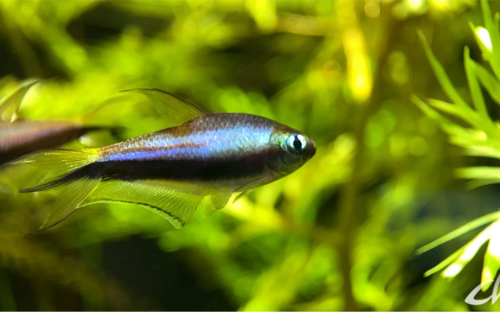 EMPEROR TETRA - 帝王灯